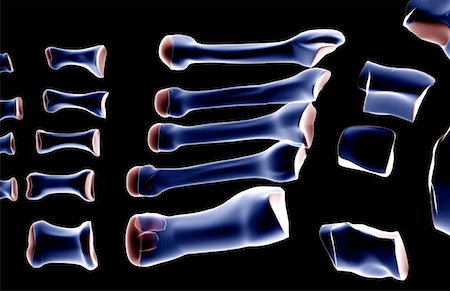 simsearch:671-02093214,k - The bones of the foot Stock Photo - Premium Royalty-Free, Code: 671-02095187