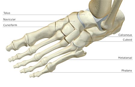 simsearch:671-02101092,k - The bones of the foot Stock Photo - Premium Royalty-Free, Code: 671-02095224