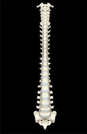 spine bones - The vertebral column Stock Photo - Premium Royalty-Free, Code: 671-02095220