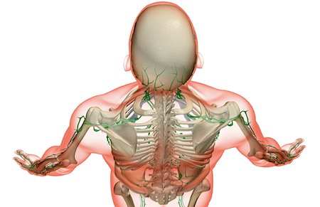 The lymph supply of the head and shoulder Stock Photo - Premium Royalty-Free, Code: 671-02095231