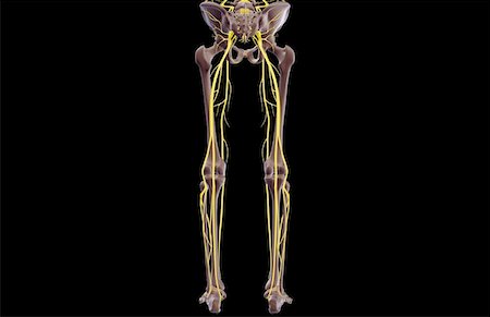 peroneal nerve - The nerves of the lower body Stock Photo - Premium Royalty-Free, Code: 671-02095349