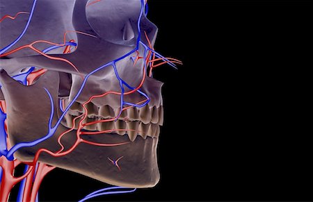 face blood vessels - The blood supply of the face Stock Photo - Premium Royalty-Free, Code: 671-02095449