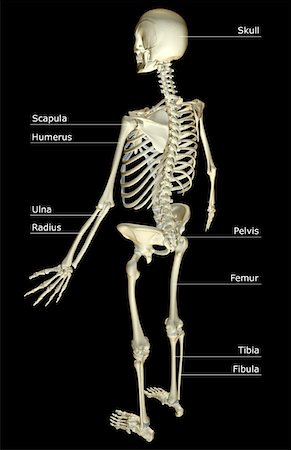simsearch:671-02101092,k - The skeletal system Stock Photo - Premium Royalty-Free, Code: 671-02095461