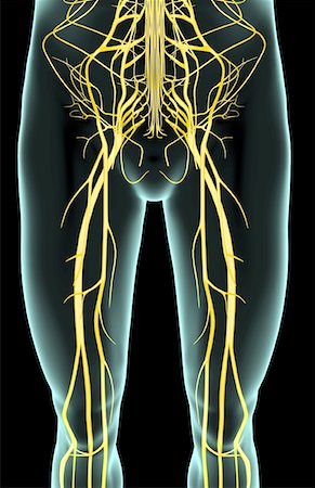 The nerves of the lower limb Stock Photo - Premium Royalty-Free, Code: 671-02095471