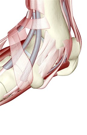 The muscles of the foot Stock Photo - Premium Royalty-Free, Code: 671-02095534