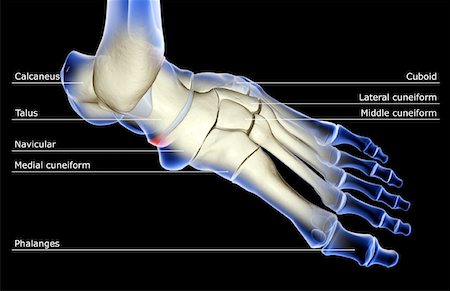 simsearch:671-02093214,k - The bones of the foot Stock Photo - Premium Royalty-Free, Code: 671-02095580