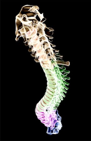 picture of back bone - The vertebral column Stock Photo - Premium Royalty-Free, Code: 671-02095591