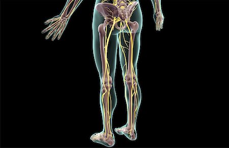 simsearch:671-02096925,k - The nerves of the lower body Stock Photo - Premium Royalty-Free, Code: 671-02095615