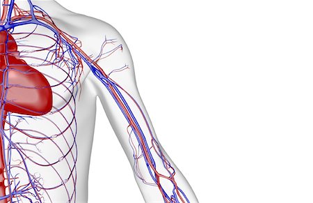 subclavian artery - The blood supply of the shoulder and upper arm Stock Photo - Premium Royalty-Free, Code: 671-02095629