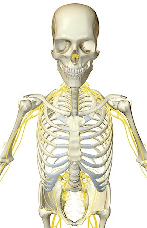 The nerves of the upper body Stock Photo - Premium Royalty-Free, Code: 671-02095675