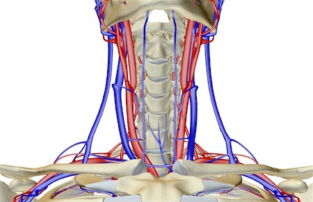 subclavian artery - The blood supply of the neck Stock Photo - Premium Royalty-Free, Code: 671-02095730