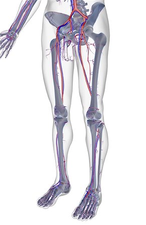 The blood supply of the lower body Stock Photo - Premium Royalty-Free, Code: 671-02095774