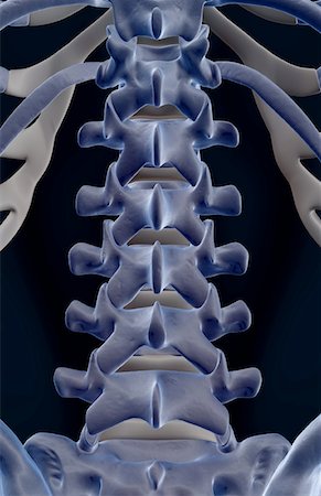 picture of back bone - The bones of lumbar vertebrae Stock Photo - Premium Royalty-Free, Code: 671-02095781