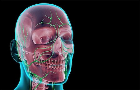 face illustration - The lymph supply of the head and face Stock Photo - Premium Royalty-Free, Code: 671-02095849