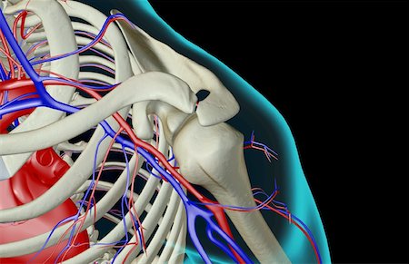 subclavian artery - The blood supply of the shoulder Stock Photo - Premium Royalty-Free, Code: 671-02095983