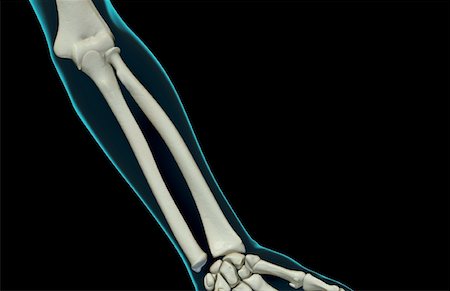 radius - The bones of the forearm Stock Photo - Premium Royalty-Free, Code: 671-02095997