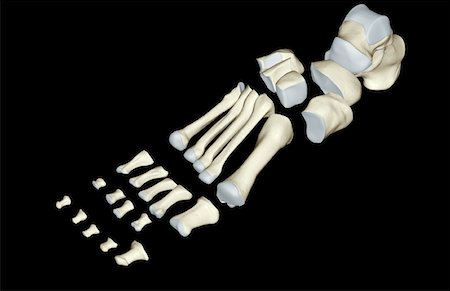 simsearch:671-02093214,k - The bones of the foot Stock Photo - Premium Royalty-Free, Code: 671-02096015