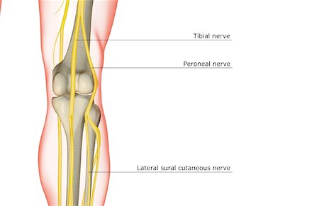 The nerve supply of the knee Stock Photo - Premium Royalty-Free, Code: 671-02096079