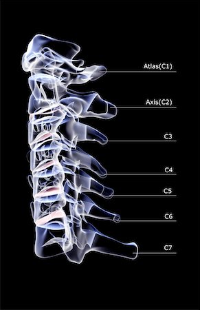 The cervical vertebrae Stock Photo - Premium Royalty-Free, Code: 671-02096155