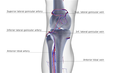 The blood supply of the knee Stock Photo - Premium Royalty-Free, Code: 671-02096201