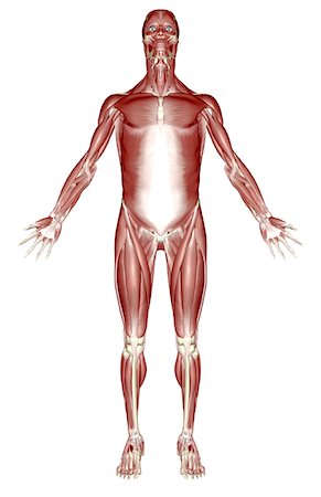 Le système musculaire Photographie de stock - Premium Libres de Droits, Code: 671-02096250