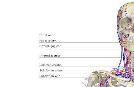 facial vein - The blood supply of the head and neck Stock Photo - Premium Royalty-Free, Code: 671-02096283