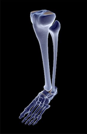 The bones of the leg Stock Photo - Premium Royalty-Free, Code: 671-02096345