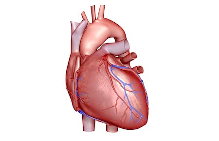 The coronary vessels of the heart Stock Photo - Premium Royalty-Free, Code: 671-02096385