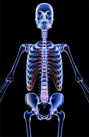 skeleton ribs - The bones of the upper body Stock Photo - Premium Royalty-Free, Code: 671-02096391