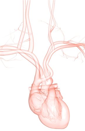subclavian artery - The heart and major vessels Stock Photo - Premium Royalty-Free, Code: 671-02096461