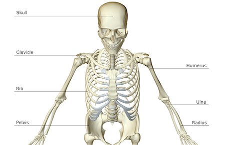 picture skeleton human rib cage - The bones of the upper body Stock Photo - Premium Royalty-Free, Code: 671-02096482