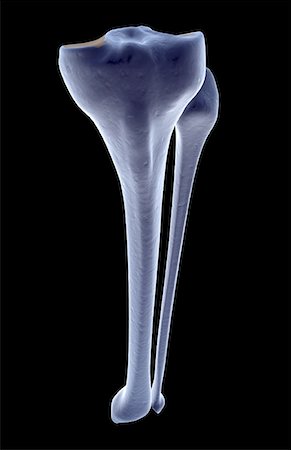 The bones of the leg Stock Photo - Premium Royalty-Free, Code: 671-02096579