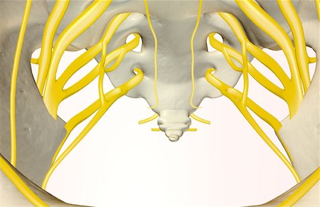 The nerves of the pelvis Stock Photo - Premium Royalty-Free, Code: 671-02096640