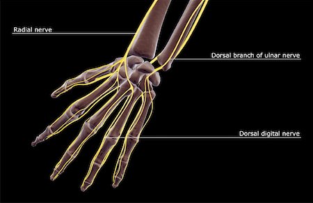 radial nerve - The nerves of the hand Stock Photo - Premium Royalty-Free, Code: 671-02096669