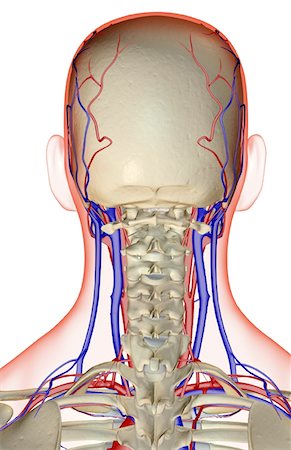 The blood supply of the head and neck Stock Photo - Premium Royalty-Free, Code: 671-02096677