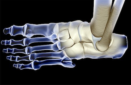 simsearch:671-02093214,k - The bones of the foot Stock Photo - Premium Royalty-Free, Code: 671-02096709