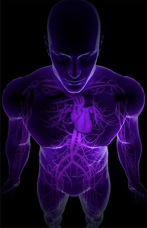 The blood vessels of the upper body Stock Photo - Premium Royalty-Free, Code: 671-02096714