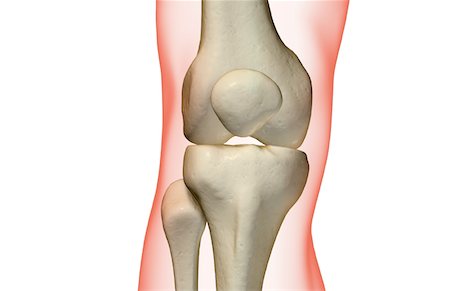 The bones of the knee Stock Photo - Premium Royalty-Free, Code: 671-02096760