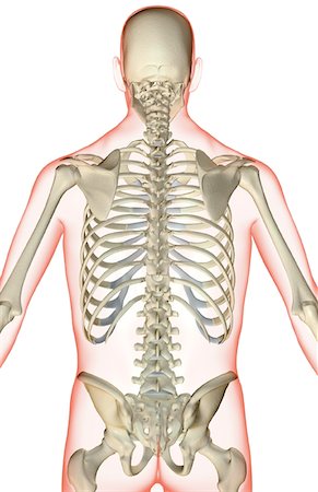 The bones of the upper body Stock Photo - Premium Royalty-Free, Code: 671-02096782