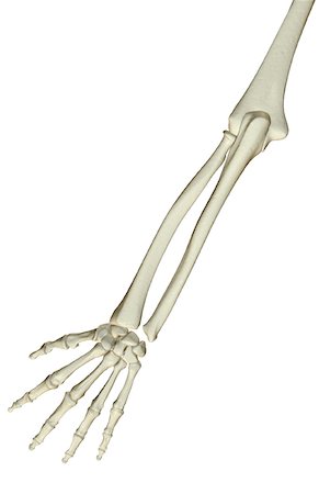 The bones of the forearm Stock Photo - Premium Royalty-Free, Code: 671-02096922