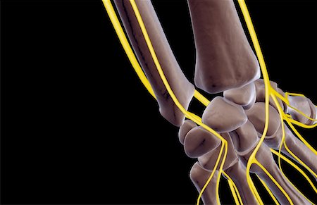 radial nerve - The nerves of the wrist Stock Photo - Premium Royalty-Free, Code: 671-02096945