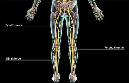 simsearch:671-02096925,k - The nerves of the lower body Stock Photo - Premium Royalty-Free, Code: 671-02096958