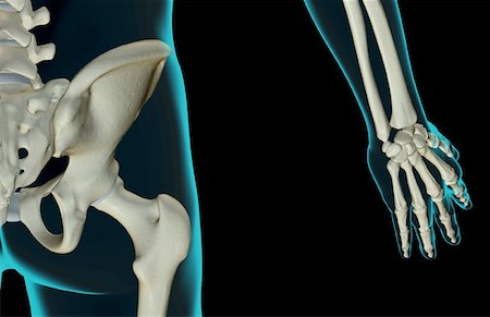 sacral foramina - The bones of the hip Stock Photo - Premium Royalty-Free, Code: 671-02097094