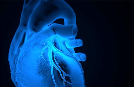 The coronary vessels of the heart Stock Photo - Premium Royalty-Free, Code: 671-02097177