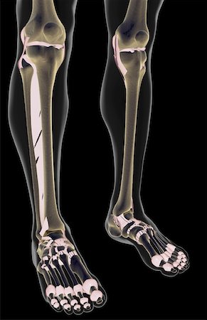 The ligaments of the leg Stock Photo - Premium Royalty-Free, Code: 671-02097180