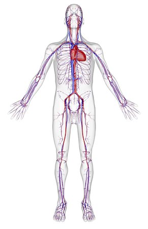 The vascular system Stock Photo - Premium Royalty-Free, Code: 671-02097204