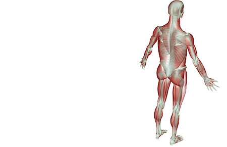 simsearch:671-02101092,k - The musculoskeletal system Stock Photo - Premium Royalty-Free, Code: 671-02097278