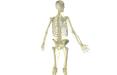 simsearch:671-02101092,k - The nerves of the upper body Stock Photo - Premium Royalty-Free, Code: 671-02097288