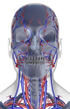 The blood supply of the head, neck and face Stock Photo - Premium Royalty-Free, Code: 671-02097297