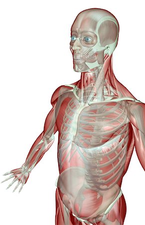 simsearch:671-02101092,k - The musculoskeleton of the upper limb Stock Photo - Premium Royalty-Free, Code: 671-02097291